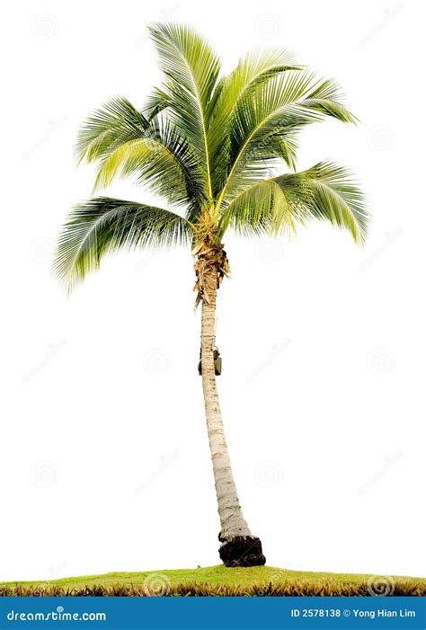 images of palm trees|1,184,100+ Palm Tree Stock Photos, Pictures & Royalty.